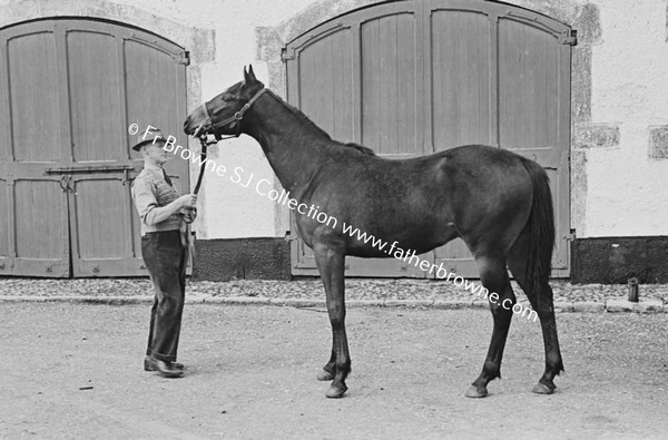 ROCKINGHAM HOUSE   'PANORAMA' COLT